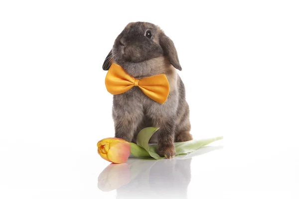 Rabbit with bow tie and tulips — Stock Photo, Image