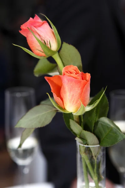 Zwei Rosen — Stockfoto