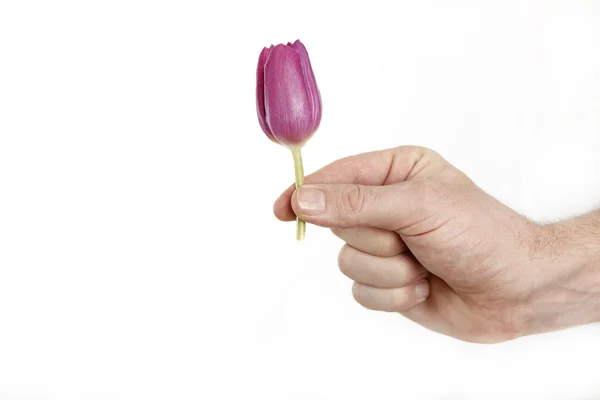 Little tulip — Stock Photo, Image