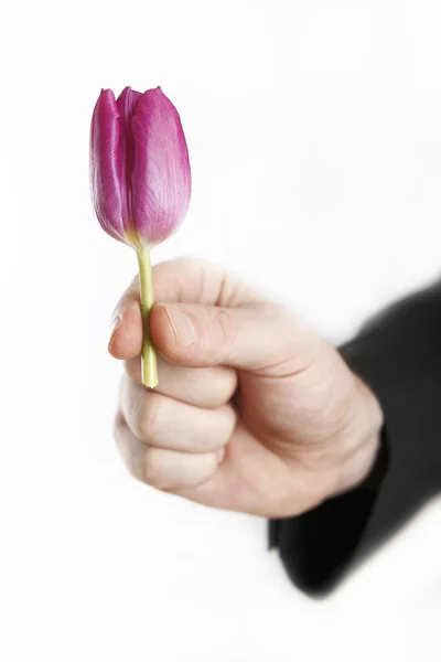 Pequena tulipa — Fotografia de Stock