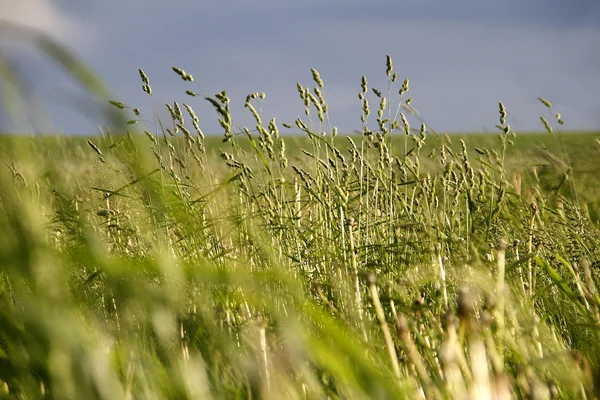 Agriculture — Stock Photo, Image