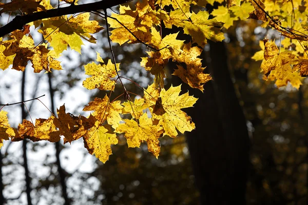 Floresta de outono — Fotografia de Stock