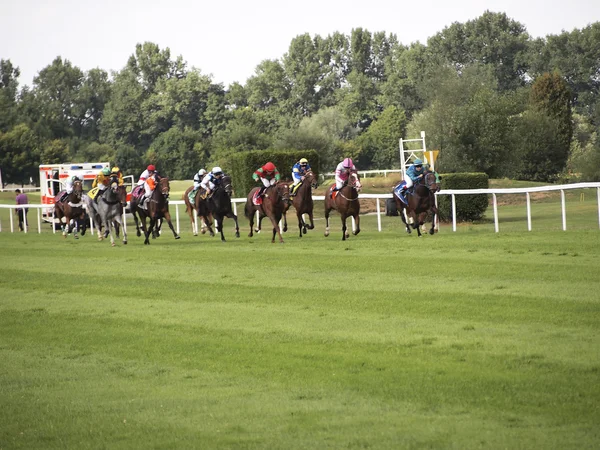 Course de chevaux — Photo