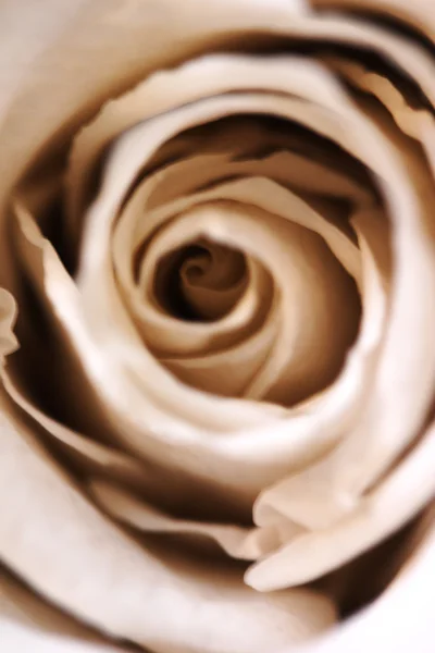 Róża w kolorze beżowym — Zdjęcie stockowe