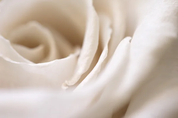 Róża w kolorze beżowym — Zdjęcie stockowe
