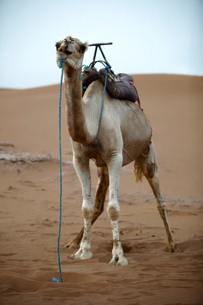 Kameel in de sahara — Stockfoto