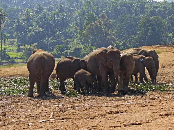 Herd of elephants — Stock Photo, Image