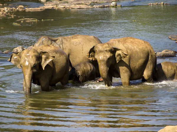 Elephant bathing — Stock Photo, Image