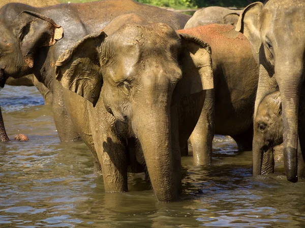 Baño de elefantes — Foto de Stock