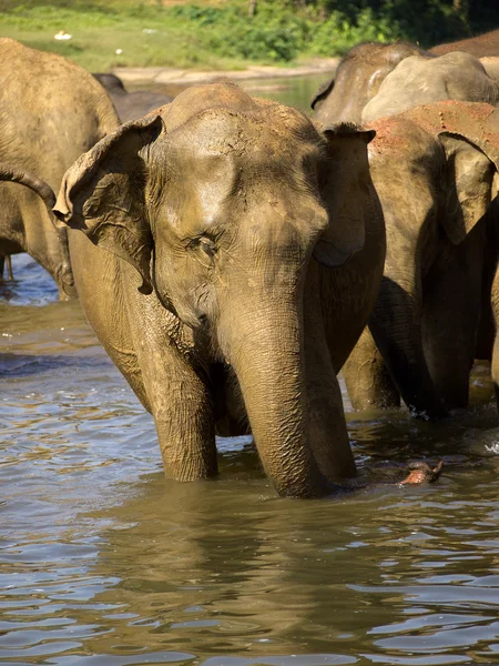 Elefantenbaden — Stockfoto