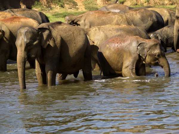 Baignade d'éléphants — Photo