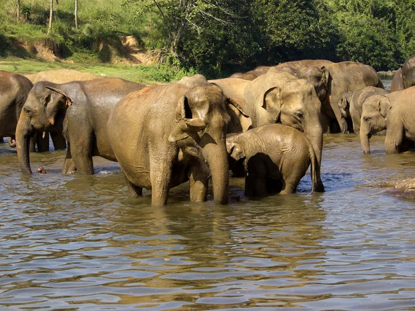 Elephant bathing — Stock Photo, Image