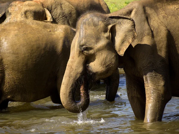 Elephant bathing — Stock Photo, Image