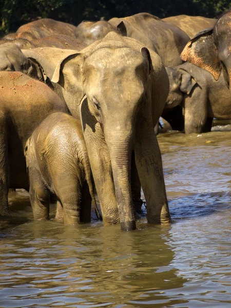 Gajah mandi. — Stok Foto