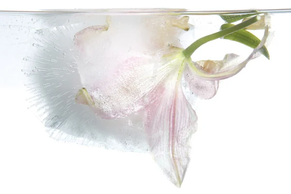 Frozen lily — Stock Photo, Image