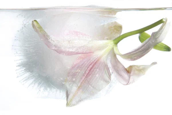Frozen lily — Stock Photo, Image