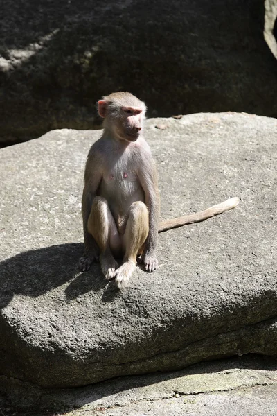 Baboon — Stock Photo, Image