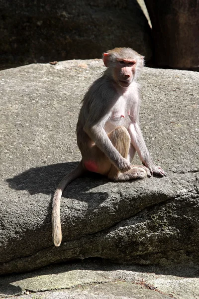 Baboon — Stock Photo, Image