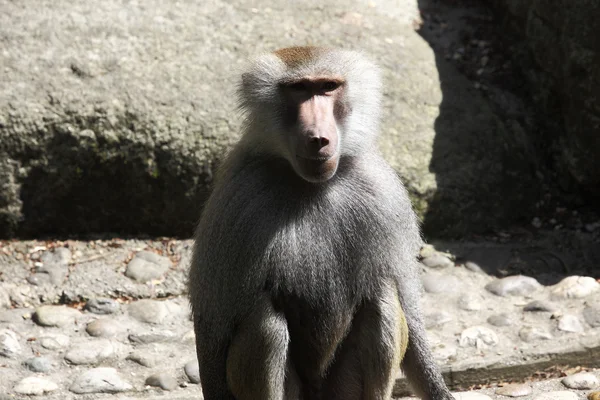 Baboon — Stock Photo, Image