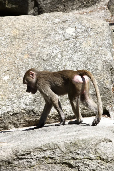 Babuino. — Foto de Stock