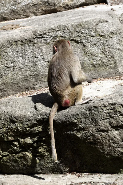 Babuino. — Foto de Stock