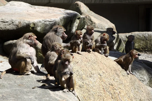 Familia del babuino — Foto de Stock