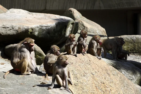 Famille des babouins — Photo