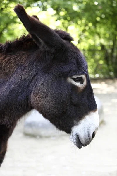 Burro. — Foto de Stock