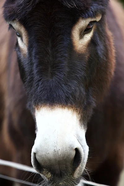 Burro. — Foto de Stock