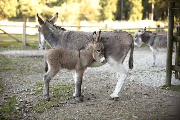 Donkey familj — Stockfoto