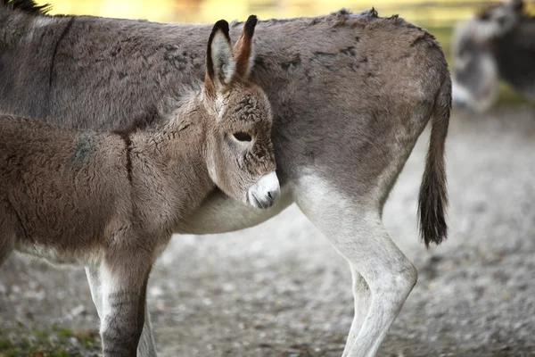 Donkey familj — Stockfoto