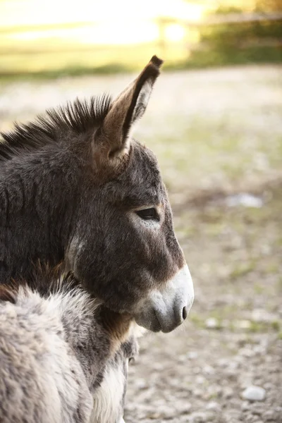 Donkey familj — Stockfoto