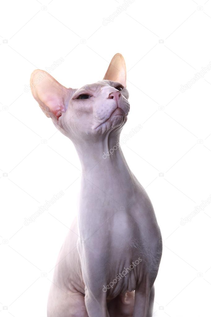 Don Sphynx Cat Royalty Free Photo Stock Image By C Kb Photodesign 38062663