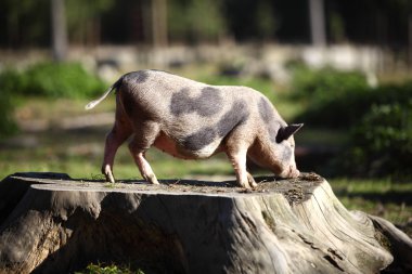 Bentheim pig outdoor clipart