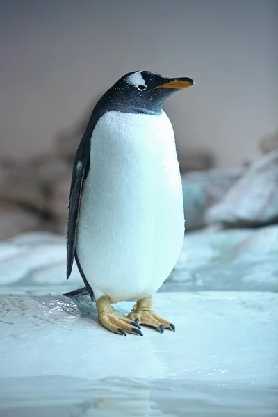 Pingüino — Foto de Stock