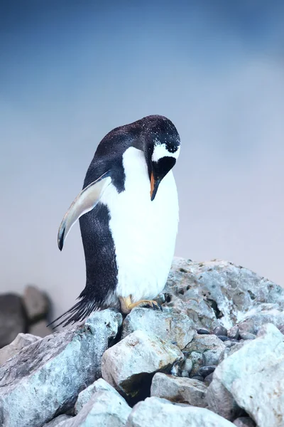 Pingüino — Foto de Stock