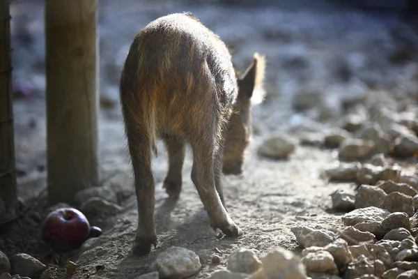 Young wild boar — Stock Photo, Image