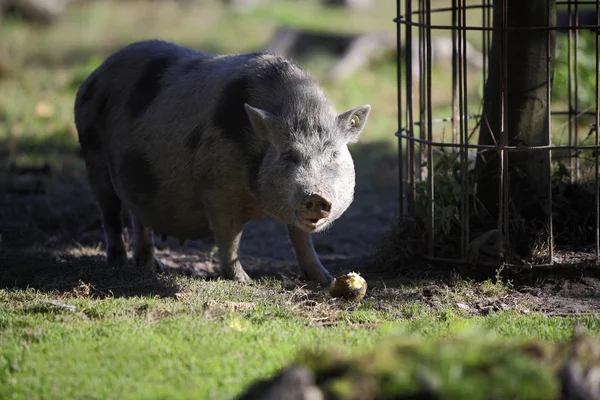 야외 벤 트 하 임 돼지 — 스톡 사진