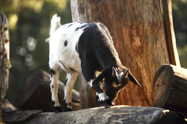 Колоритная голландская коза — стоковое фото