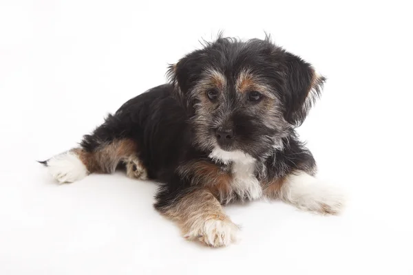 Unga terrier blandning — Stockfoto