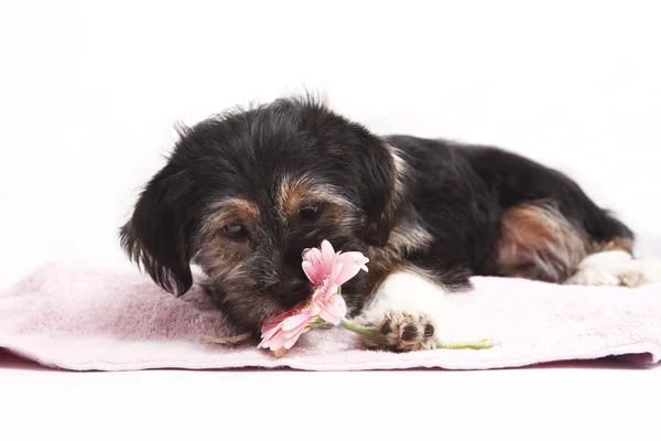 Jovem terrier no cobertor — Fotografia de Stock