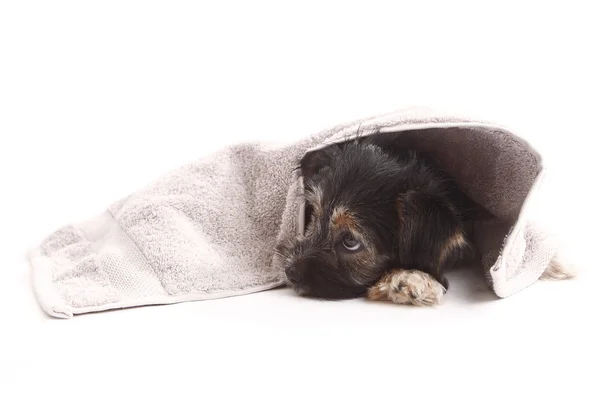 Joven Terrier en la manta —  Fotos de Stock