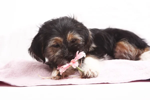 Joven Terrier en la manta —  Fotos de Stock