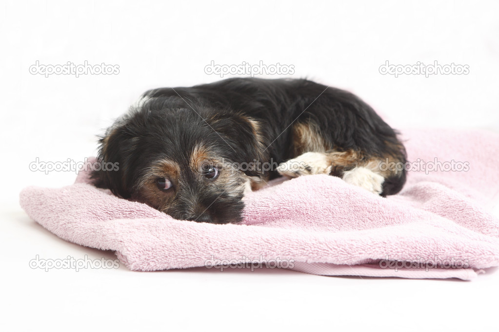 Young Terrier on the blanket