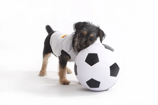 Welpe mit Deutschland-Trikot — Stockfoto