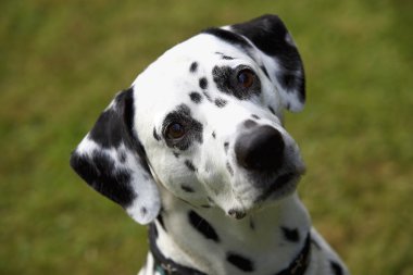 yüz bir Dalmaçyalı köpeğin