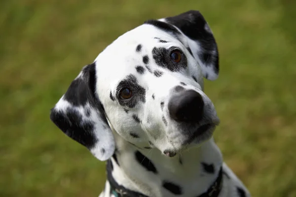 Ansikte av en dalmatiner hund — Stockfoto