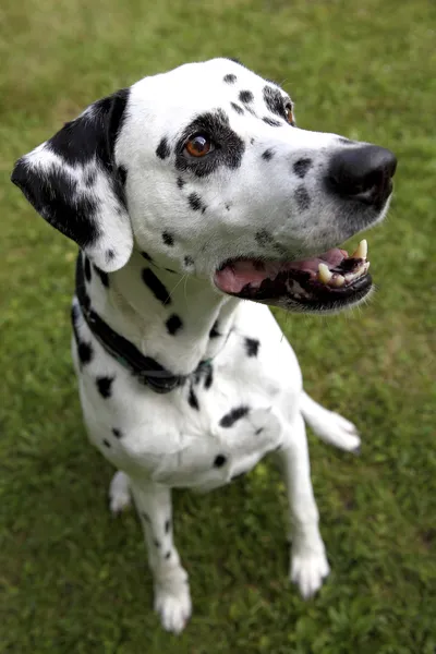 Gesicht eines Dalmatinerhundes — Stockfoto