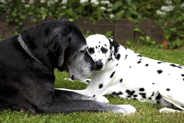 Dalmatians and German mastiff — Stock Photo, Image