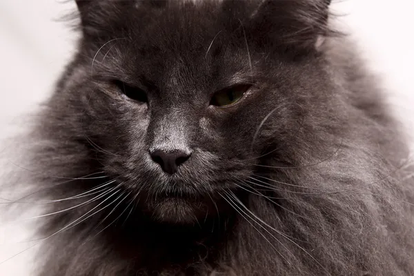 Ангорская кошка крупным планом — стоковое фото
